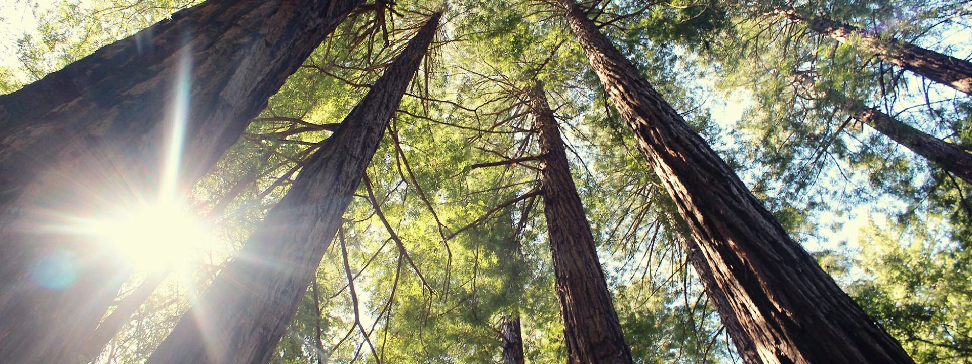 Δάπεδα ter Hurne - Symeonidis - Hardwood Collection Banner